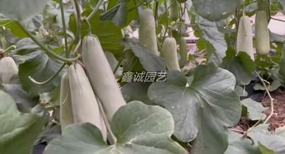 博洋6501甜瓜 博洋6501甜瓜