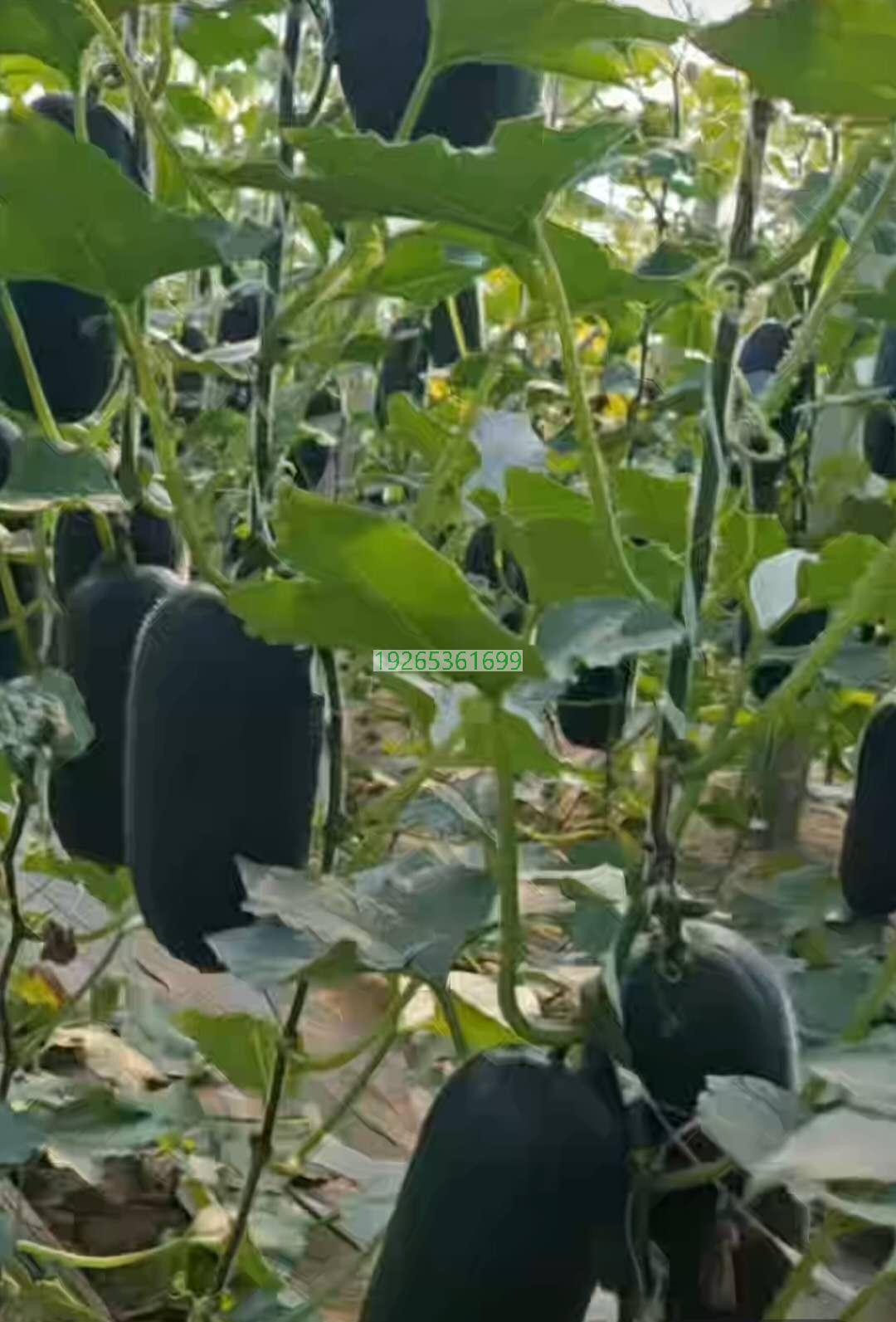 安哥拉种植冬瓜