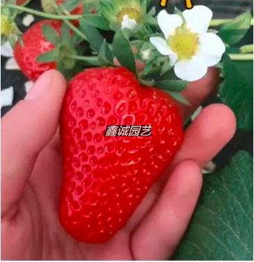 草莓苗-天仙醉