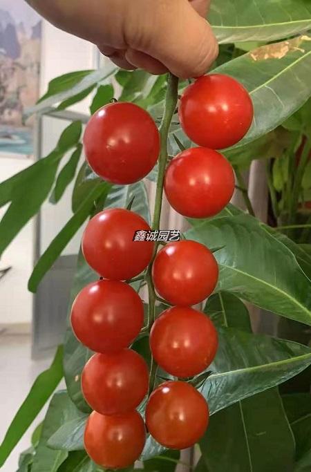 串红番茄串红圣女果樱桃小番茄512珍珠串红