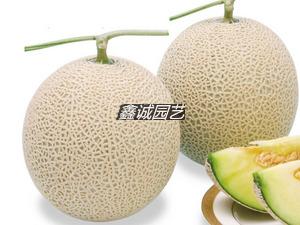 日本米兰夏1号网纹蜜瓜