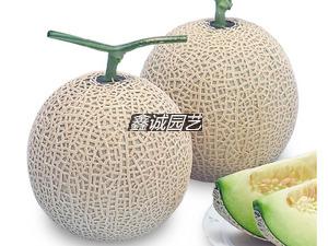 日本波图网纹蜜瓜