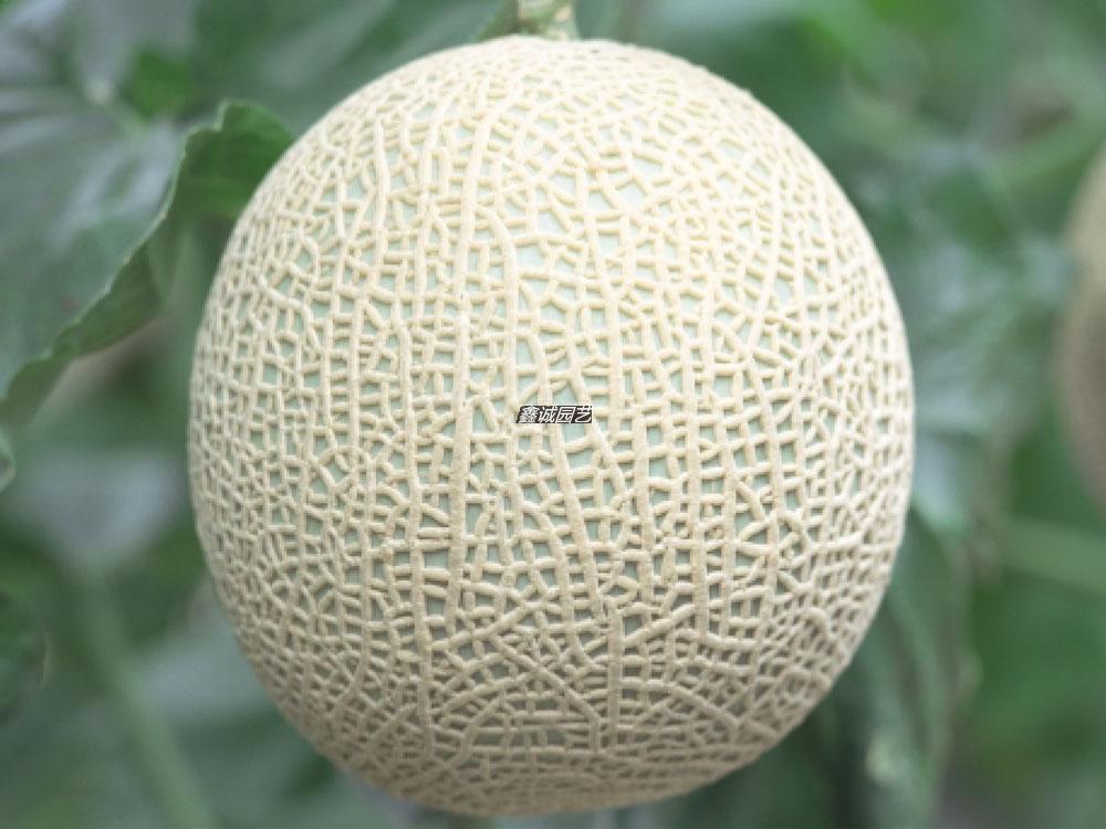 威尼斯春1号网纹蜜瓜