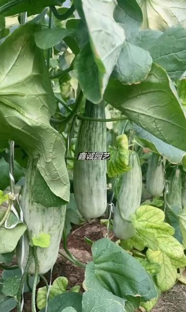 勐腊羊角蜜甜瓜