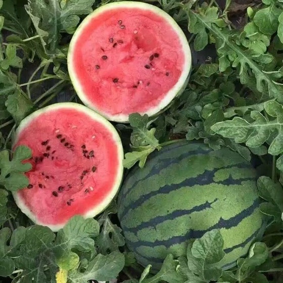 云南甜王西瓜