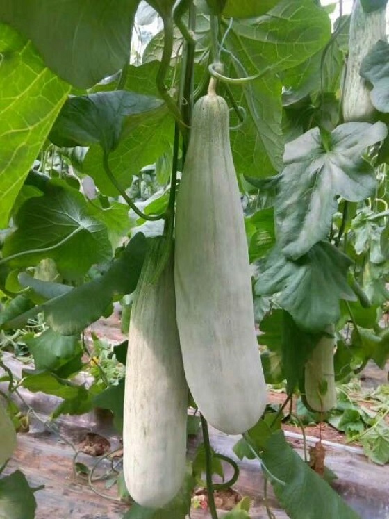 羊角蜜甜瓜(Honeydew melon)