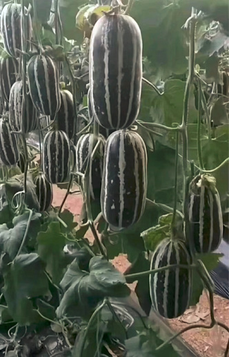山东莘县博洋9号甜瓜（Shandong Shenxian Boyang No. 9 melon）