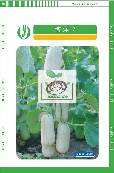 博洋7号甜瓜
