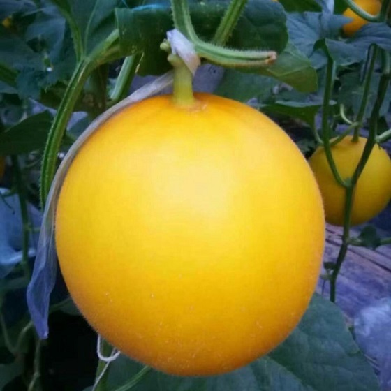 缅甸黄河蜜甜瓜