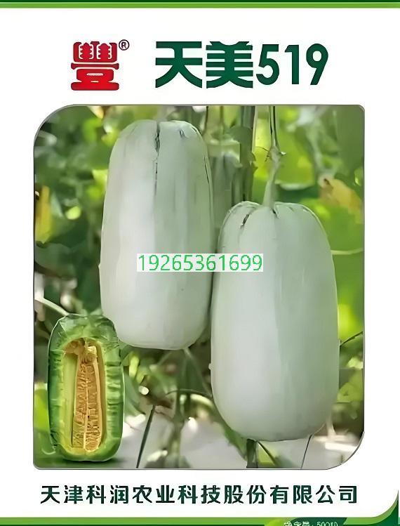 天美519号甜瓜种子