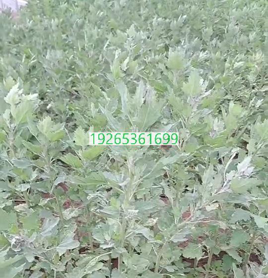 藜麦菜_藜麦菜种子_藜麦菜种植技术_藜麦菜价格