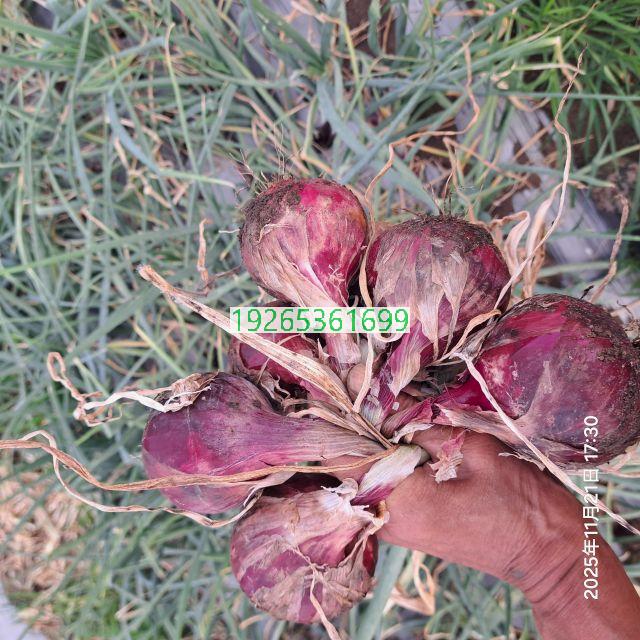 刚果（布）洋葱亩产7000斤