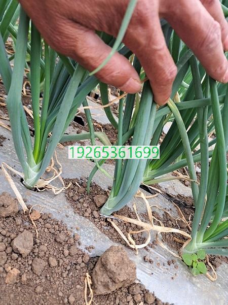 布隆迪（Burundi）洋葱